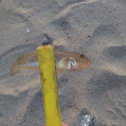 ハゼングからのアジング